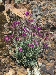 Boechera breweri breweri