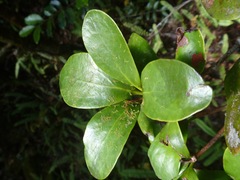 Amyema scandens