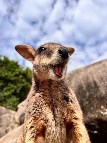 Allied Rock Wallaby