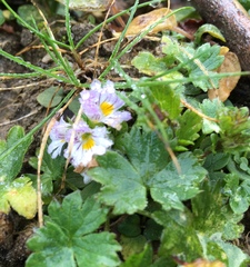 Euphrasia minima