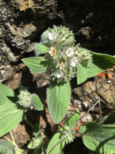 Mt. Diablo phacelia (Phacelia phacelioides)