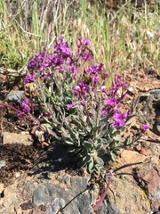 Boechera breweri breweri