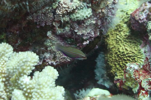 Pseudocheilinus tetrataenia observed 2025-06-20