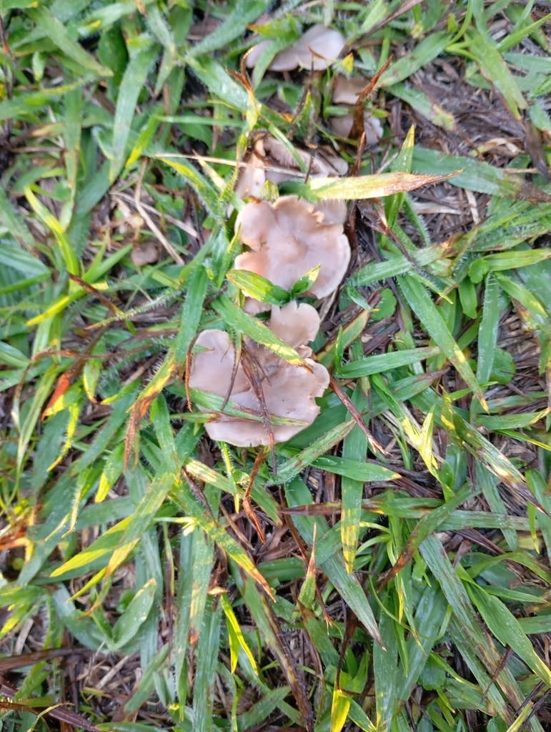 Collybia sordida · June 2025 · photo: © curupira-boitata (iNaturalist, cc-by)