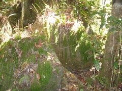 Phlegmariurus ignambiensis