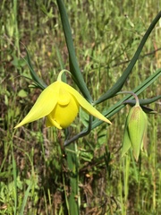 Calochortus pulchellus