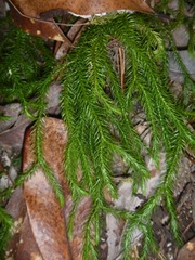 Phlegmariurus ignambiensis