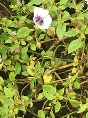 Nolana humifusa