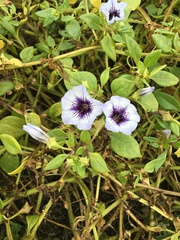 Nolana humifusa