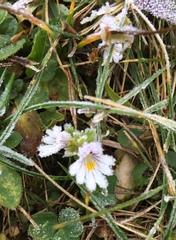 Euphrasia minima