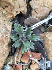 Collomia diversifolia