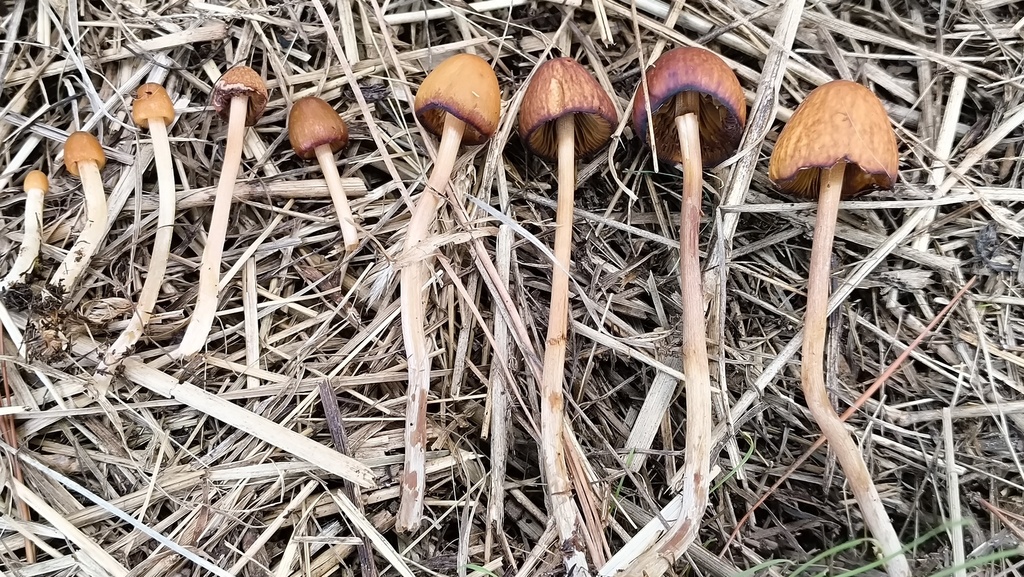 Conocybe pubescens