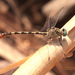Pale Pincertail - Photo (c) Paul G. Schrijvershof, some rights reserved (CC BY-NC-ND), uploaded by Paul G. Schrijvershof