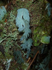 Hymenophyllum pallidum