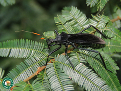 Zelurus lepeletierianus