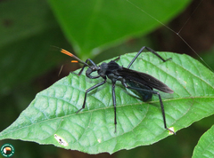 Zelurus lepeletierianus