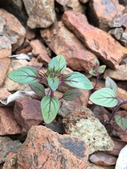 Acanthomintha lanceolata