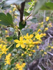 Ribes aureum gracillimum