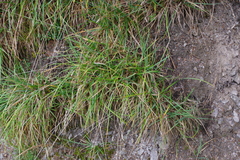 Sesleria albicans