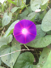 Ipomoea purpurea