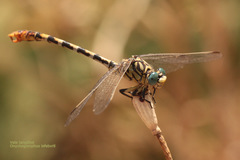 Onychogomphus lefebvrii