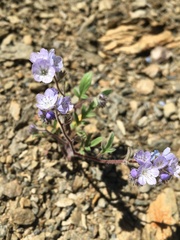 Phacelia breweri