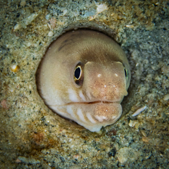 Moray eel