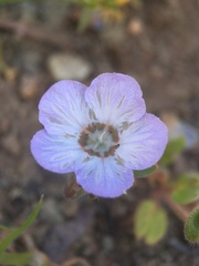 Phacelia divaricata