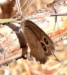 Cercyonis pegala boopis