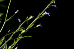 Diastatea