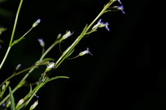Diastatea