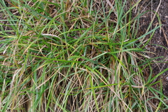 Sesleria albicans