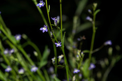 Diastatea