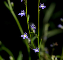 Diastatea