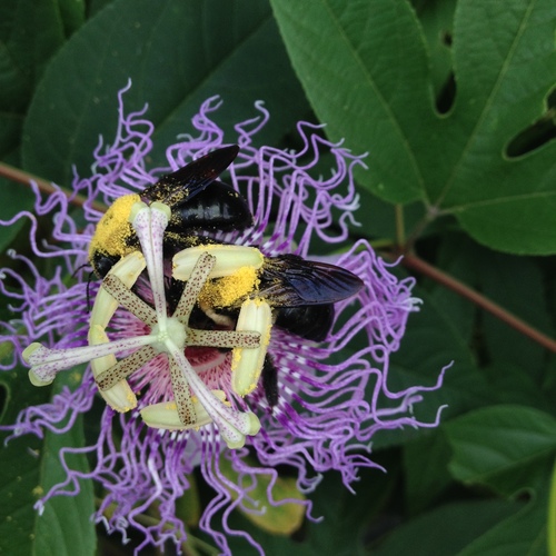 Eastern carpenter bee