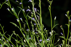 Diastatea