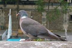 Columba palumbus