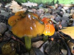 Hygrocybe conica
