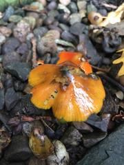 Hygrocybe conica