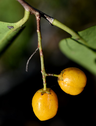 Denhamia disperma (F.Muell.) M.P.Simmons