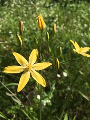 Triteleia ixioides scabra