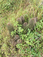 Trichocereeae