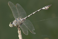 Lindenia tetraphylla