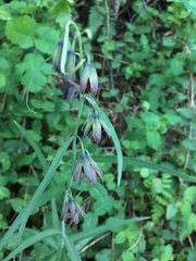 Fritillaria micrantha