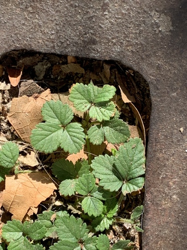 Potentilla indica