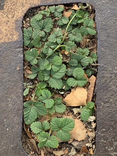 Potentilla indica