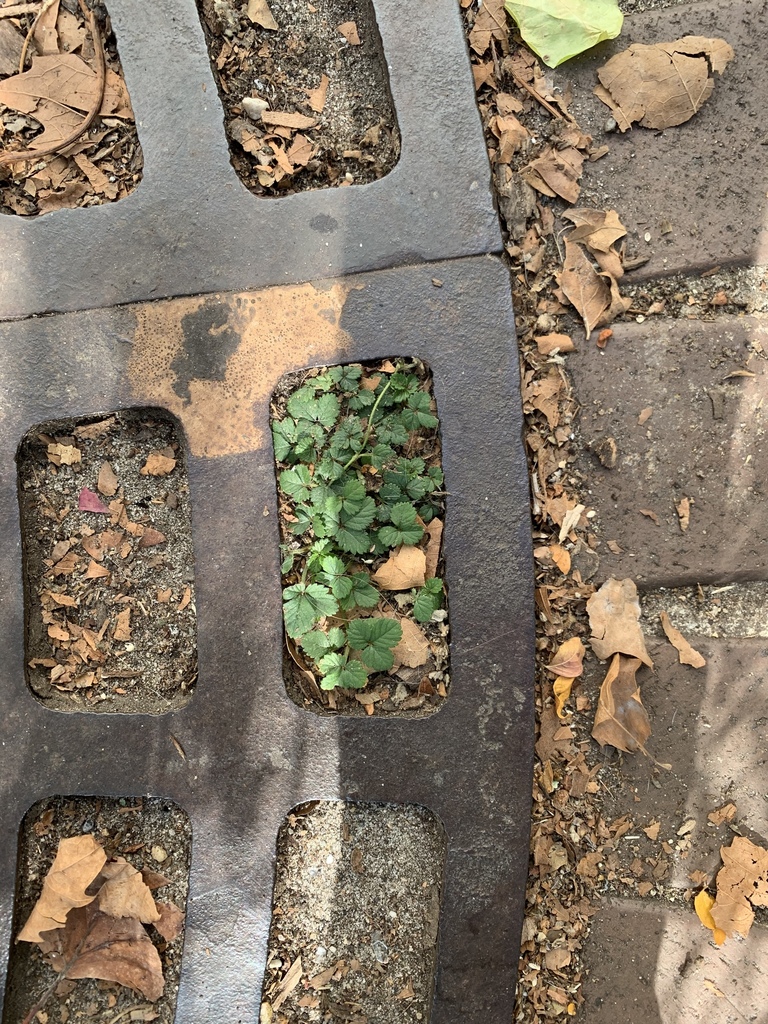 Potentilla indica, Manhattan, New York, NY, US