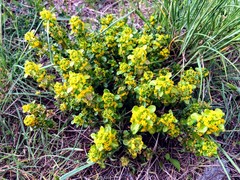 Cruciata taurica