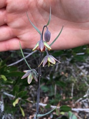 Fritillaria micrantha