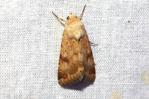 Heliothis nubigera